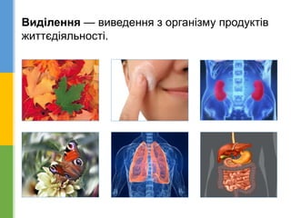 Виділення — виведення з організму продуктів
життєдіяльності.
 