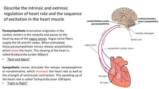 Extrinsic Innervation 2.2.pptx