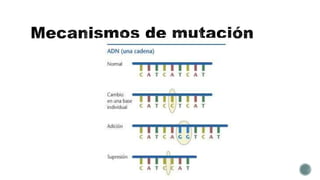 2.-Mutaciones.pptx