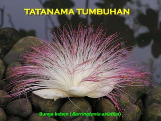 TATANAMA TUMBUHAN
Bunga keben (Barringtonia asiatica)
 