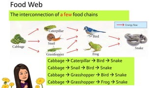 Food Web
The interconnection of a few food chains
Cabbage  Caterpillar  Bird  Snake
Cabbage  Snail  Bird  Snake
Cabbage  Grasshopper  Bird  Snake
Cabbage  Grasshopper  Frog  Snake
 