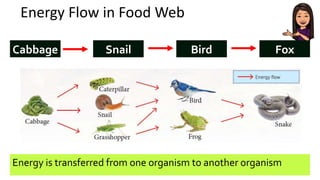 Energy Flow in Food Web
Cabbage Snail Bird Fox
Energy is transferred from one organism to another organism
 