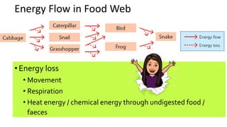 Energy Flow in Food Web
•Energy loss
• Movement
• Respiration
• Heat energy / chemical energy through undigested food /
faeces
 