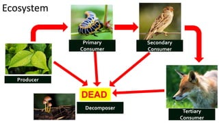 Ecosystem
DEAD
Producer
Primary
Consumer
Secondary
Consumer
Tertiary
Consumer
Decomposer
 