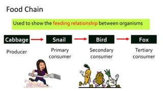 Food Chain
Used to show the feeding relationship between organisms
Cabbage Snail Bird Fox
Producer Primary
consumer
Secondary
consumer
Tertiary
consumer
 