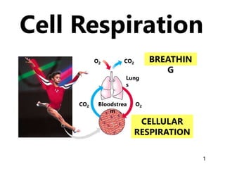 1
Cell Respiration
O2 CO2
BREATHIN
G
Lung
s
CO2 O2
Bloodstrea
m
CELLULAR
RESPIRATION
 