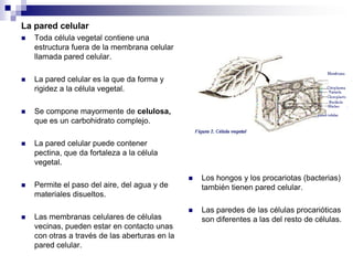 2.2.Estructura y función celular PRISCILA.pdf
