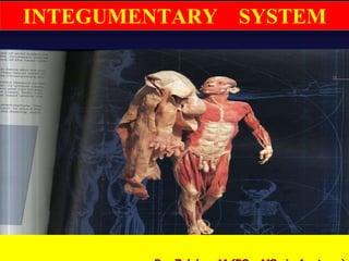 Integumentary system (skin)
INTEGUMENTARY SYSTEM
 