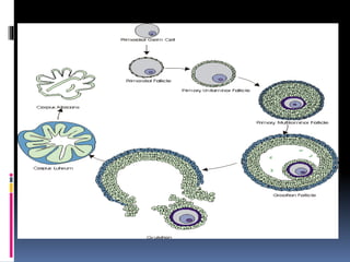 2. Fisiologi haid_Astri.pptx