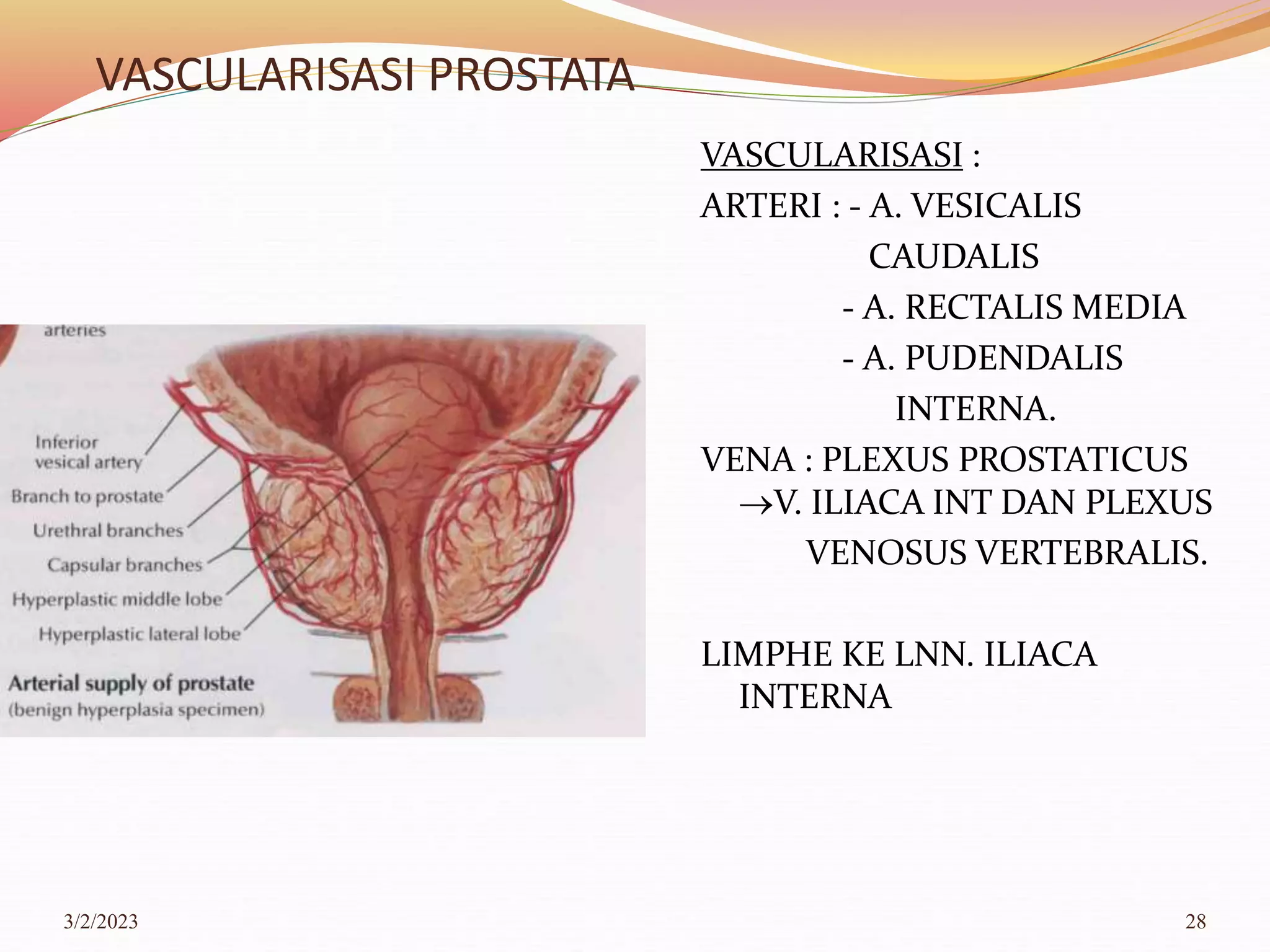 Venosus Prostaticus 2.SDB - ANATOMI SISTEM VASCULARISASI ORGAN REPRODUKSI PRIA.ppt