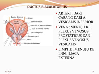 Venosus Prostaticus 2.SDB - ANATOMI SISTEM VASCULARISASI ORGAN REPRODUKSI PRIA.ppt