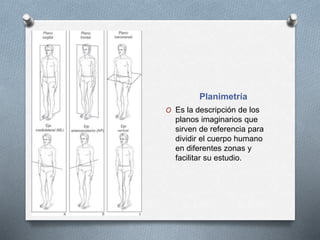 Planimetría
O Es la descripción de los
planos imaginarios que
sirven de referencia para
dividir el cuerpo humano
en diferentes zonas y
facilitar su estudio.
 