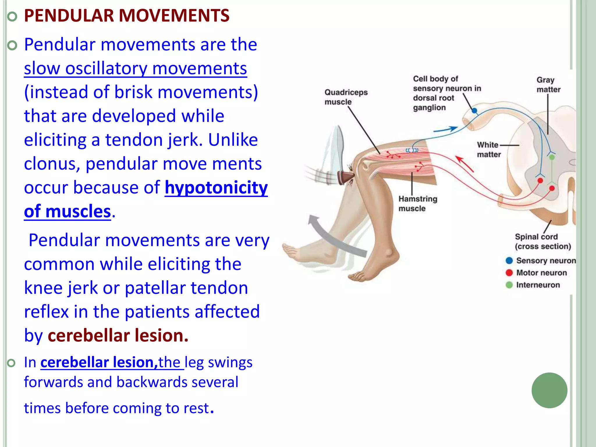  PENDULAR MOVEMENTS
 Pendular movements are the
slow oscillatory movements
(instead of brisk movements)
that are developed while
eliciting a tendon jerk. Unlike
clonus, pendular move ments
occur because of hypotonicity
of muscles.
Pendular movements are very
common while eliciting the
knee jerk or patellar tendon
reflex in the patients affected
by cerebellar lesion.
 In cerebellar lesion,the leg swings
forwards and backwards several
times before coming to rest.
 
