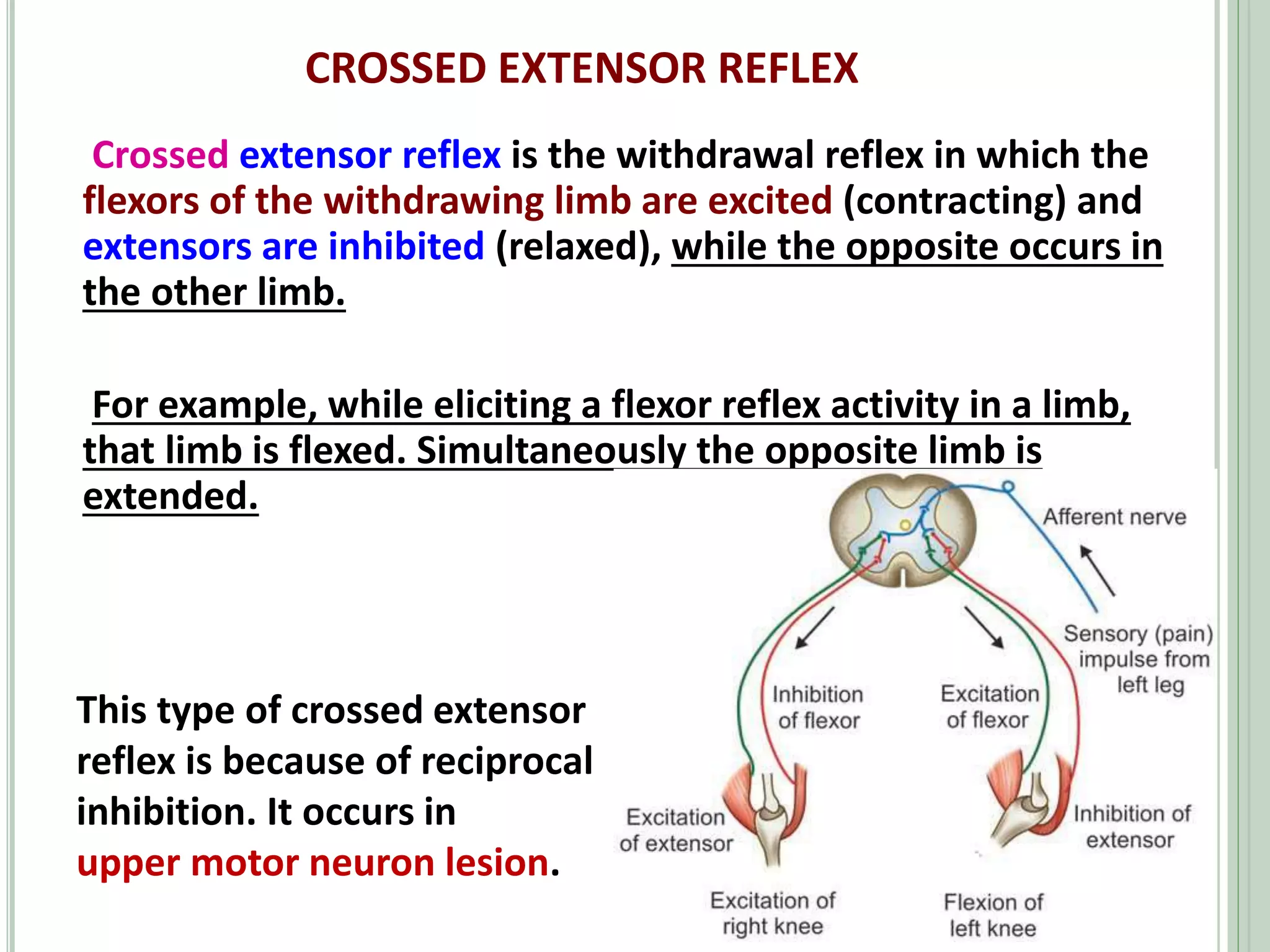 CROSSED EXTENSOR REFLEX
Crossed extensor reflex is the withdrawal reflex in which the
flexors of the withdrawing limb are excited (contracting) and
extensors are inhibited (relaxed), while the opposite occurs in
the other limb.
For example, while eliciting a flexor reflex activity in a limb,
that limb is flexed. Simultaneously the opposite limb is
extended.
This type of crossed extensor
reflex is because of reciprocal
inhibition. It occurs in
upper motor neuron lesion.
 