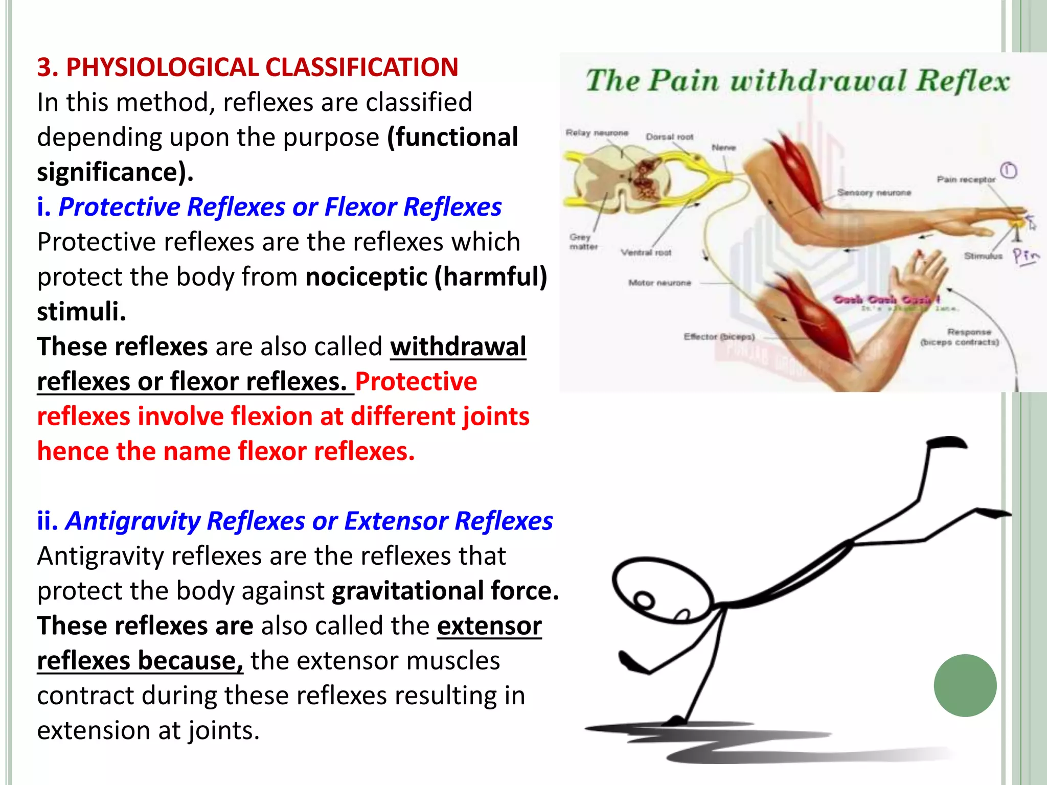 3. PHYSIOLOGICAL CLASSIFICATION
In this method, reflexes are classified
depending upon the purpose (functional
significance).
i. Protective Reflexes or Flexor Reflexes
Protective reflexes are the reflexes which
protect the body from nociceptic (harmful)
stimuli.
These reflexes are also called withdrawal
reflexes or flexor reflexes. Protective
reflexes involve flexion at different joints
hence the name flexor reflexes.
ii. Antigravity Reflexes or Extensor Reflexes
Antigravity reflexes are the reflexes that
protect the body against gravitational force.
These reflexes are also called the extensor
reflexes because, the extensor muscles
contract during these reflexes resulting in
extension at joints.
 