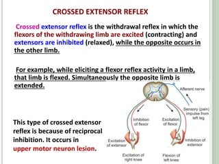 CROSSED EXTENSOR REFLEX
Crossed extensor reflex is the withdrawal reflex in which the
flexors of the withdrawing limb are excited (contracting) and
extensors are inhibited (relaxed), while the opposite occurs in
the other limb.
For example, while eliciting a flexor reflex activity in a limb,
that limb is flexed. Simultaneously the opposite limb is
extended.
This type of crossed extensor
reflex is because of reciprocal
inhibition. It occurs in
upper motor neuron lesion.
 
