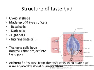 Structure of taste bud
• Ovoid in shape
• Made up of 4 types of cells:
• - Basal cells
• - Dark cells
• - Light cells
• - Intermediate cells
• The taste cells have
microvilli that project into the
taste pore
• Afferent fibres arise from the taste cells, each taste bud
is innervated by about 50 nerve fibres
 