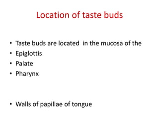 Location of taste buds
• Taste buds are located in the mucosa of the
• Epiglottis
• Palate
• Pharynx
• Walls of papillae of tongue
 