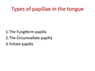 Types of papillae in the tongue
1.The Fungiform papilla
2.The Circumvallate papilla
3.Foliate papilla
 