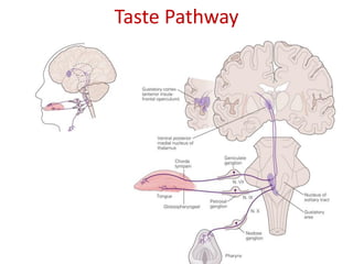 Taste Pathway
 