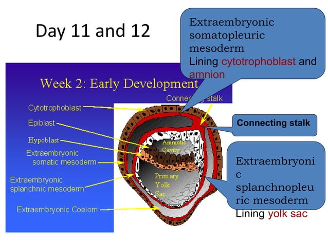2. Embryology Chapter 3.pptx