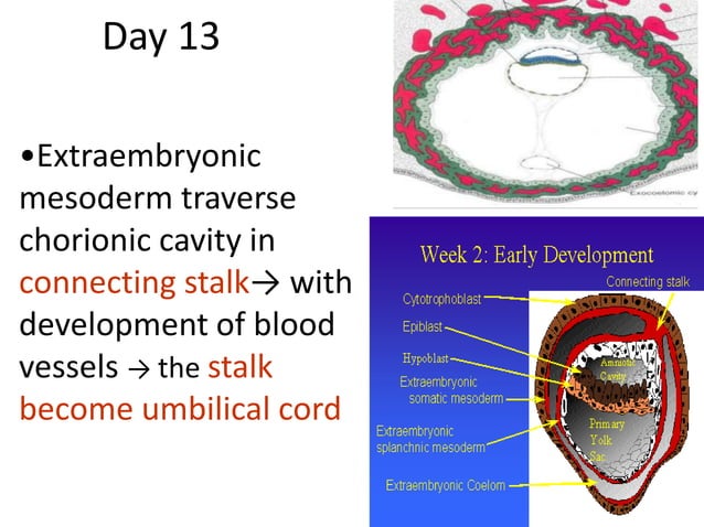 2. Embryology Chapter 3.pptx