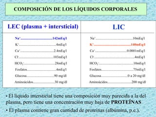 LEC (plasma + intersticial) LIC
Na+.....................................142mEq/l
K+...........................................4mEq/l
Ca+.......................................2.4mEq/l
Cl-........................................103mEq/l
HCO3
-....................................28mEq/l
Fosfatos..................................4mEq/l
Glucosa................................90 mg/dl
Aminoácidos.........................30 mg/dl
Na+...........................................10mEq/l
K+...........................................140mEq/l
Ca+.....................................0.0001mEq/l
Cl-...............................................4mEq/l
HCO3
-........................................10mEq/l
Fosfatos.....................................75mEq/l
Glucosa...............................0 a 20 mg/dl
Aminoácidos............................200 mg/dl
COMPOSICIÓN DE LOS LÍQUIDOS CORPORALES
• El líquido intersticial tiene una composición muy parecida a la del
plasma, pero tiene una concentración muy baja de PROTEÍNAS
• El plasma contiene gran cantidad de proteínas (albúmina, p.e.).
 