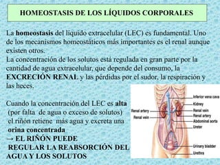 La homeostasis del líquido extracelular (LEC) es fundamental. Uno
de los mecanismos homeostáticos más importantes es el renal aunque
existen otros.
La concentración de los solutos está regulada en gran parte por la
cantidad de agua extracelular, que depende del consumo, la
EXCRECIÓN RENAL y las pérdidas por el sudor, la respiración y
las heces.
Cuando la concentración del LEC es alta
(por falta de agua o exceso de solutos)
el riñón retiene más agua y excreta una
orina concentrada
→ EL RIÑÓN PUEDE
REGULAR LA REABSORCIÓN DEL
AGUA Y LOS SOLUTOS
HOMEOSTASIS DE LOS LÍQUIDOS CORPORALES
 