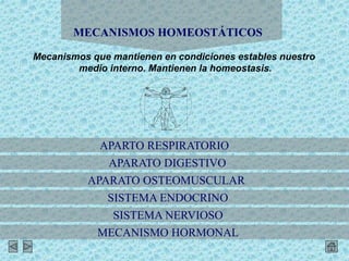 MECANISMOS HOMEOSTÁTICOS
Mecanismos que mantienen en condiciones estables nuestro
medio interno. Mantienen la homeostasis.
APARATO DIGESTIVO
APARTO RESPIRATORIO
APARATO OSTEOMUSCULAR
SISTEMA ENDOCRINO
SISTEMA NERVIOSO
MECANISMO HORMONAL
 