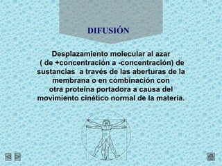 Desplazamiento molecular al azar
( de +concentración a -concentración) de
sustancias a través de las aberturas de la
membrana o en combinación con
otra proteína portadora a causa del
movimiento cinético normal de la materia.
DIFUSIÓN
 