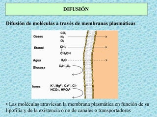 DIFUSIÓN
Difusión de moléculas a través de membranas plasmáticas
• Las moléculas atraviesan la membrana plasmática en función de su
lipofilia y de la existencia o no de canales o transportadores
 
