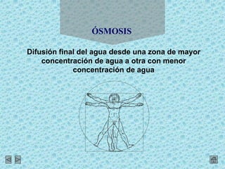 ÓSMOSIS
Difusión final del agua desde una zona de mayor
concentración de agua a otra con menor
concentración de agua
 