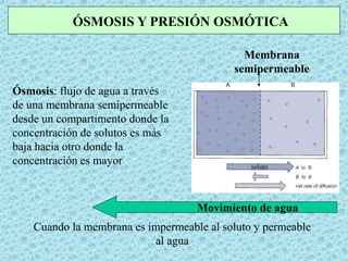 Ósmosis: flujo de agua a través
de una membrana semipermeable
desde un compartimento donde la
concentración de solutos es más
baja hacia otro donde la
concentración es mayor
ÓSMOSIS Y PRESIÓN OSMÓTICA
Membrana
semipermeable
Movimiento de agua
soluto
Cuando la membrana es impermeable al soluto y permeable
al agua
 