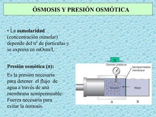 Es la presión necesaria
para detener el flujo de
agua a través de una
membrana semipermeable:
Fuerza necesaria para
evitar la ósmosis.
p
ÓSMOSIS Y PRESIÓN OSMÓTICA
Presión osmótica (p):
• La osmolaridad
(concentración osmolar)
depende del nº de partículas y
se expresa en mOsm/L
 