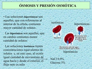 ÓSMOSIS Y PRESIÓN OSMÓTICA
• Las soluciones hipertónicas son
aquellas, que con referencias al
interior de la célula, contienen
mayor cantidad de solutos .
Las hipotónicas son aquellas, que
en cambio contienen menor
cantidad de solutos.
Las soluciones isotónicas tienen
concentraciones equivalentes de
solutos y, en este caso, al existir
igual cantidad de movimiento de
agua hacia y desde el exterior, el
flujo neto es nulo
NaCl 0,9%
Glucosa 5%
isotónicas
hipotónicas
hipertónicas
 