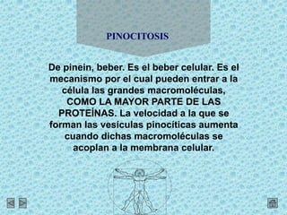 De pinein, beber. Es el beber celular. Es el
mecanismo por el cual pueden entrar a la
célula las grandes macromoléculas,
COMO LA MAYOR PARTE DE LAS
PROTEÍNAS. La velocidad a la que se
forman las vesículas pinocíticas aumenta
cuando dichas macromoléculas se
acoplan a la membrana celular.
PINOCITOSIS
 