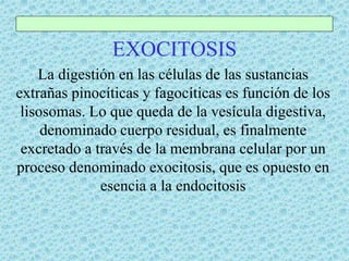 EXOCITOSIS
La digestión en las células de las sustancias
extrañas pinocíticas y fagocíticas es función de los
lisosomas. Lo que queda de la vesícula digestiva,
denominado cuerpo residual, es finalmente
excretado a través de la membrana celular por un
proceso denominado exocitosis, que es opuesto en
esencia a la endocitosis
 