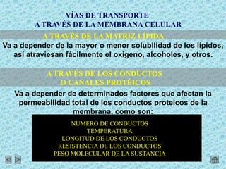 VÍAS DE TRANSPORTE
A TRAVÉS DE LA MEMBRANA CELULAR
A TRAVÉS DE LA MATRIZ LÍPIDA
Va a depender de la mayor o menor solubilidad de los lípidos,
así atraviesan fácilmente el oxígeno, alcoholes, y otros.
A TRAVÉS DE LOS CONDUCTOS
O CANALES PROTÉICOS
Va a depender de determinados factores que afectan la
permeabilidad total de los conductos proteicos de la
membrana, como son:
NÚMERO DE CONDUCTOS
TEMPERATURA
LONGITUD DE LOS CONDUCTOS
RESISTENCIA DE LOS CONDUCTOS
PESO MOLECULAR DE LA SUSTANCIA
 