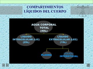 COMPARTIMIENTOS
LÍQUIDOS DEL CUERPO
AGUA CORPORAL
TOTAL
(40L)
LÍQUIDO
INTRACELULAR (LIC)
(25L)
LÍQUIDO
EXTRACELULAR (LEC)
(15L)
PLASMA
LÍQUIDO
INTERSTICIAL
 
