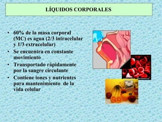 • 60% de la masa corporal
(MC) es agua (2/3 intracelular
y 1/3 extracelular)
• Se encuentra en constante
movimiento
• Transportado rápidamente
por la sangre circulante
• Contiene iones y nutrientes
para mantenimiento de la
vida celular
LÍQUIDOS CORPORALES
 
