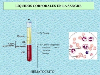 • 55 % Plasma
• 45 % Células sanguíneas
– Eritrocitos > 99 %
– Leucocitos
– Plaquetas
LÍQUIDOS CORPORALES EN LA SANGRE
HEMATÓCRITO
 