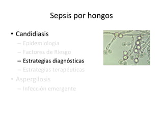Sepsis por hongos
• Candidiasis
– Epidemiología
– Factores de Riesgo
– Estrategias diagnósticas
– Estrategias terapéuticas
• Aspergilosis
– Infección emergente
 