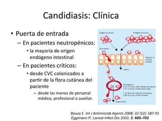 Candidiasis: Clínica
• Puerta de entrada
– En pacientes neutropénicos:
• la mayoría de origen
endógeno intestinal
– En pacientes críticos:
• desde CVC colonizados a
partir de la flora cutánea del
paciente
– desde las manos de personal
médico, profesional o auxiliar.
Bouza E. Int J Antimicrob Agents 2008; 32 (S2): S87-91
Eggimann P, Lancet Infect Dis 2003; 3: 685–702
 