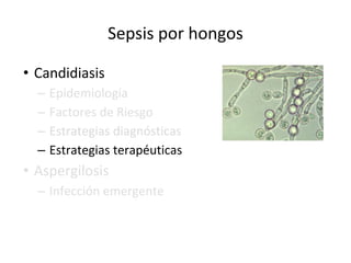 Sepsis por hongos
• Candidiasis
– Epidemiología
– Factores de Riesgo
– Estrategias diagnósticas
– Estrategias terapéuticas
• Aspergilosis
– Infección emergente
 