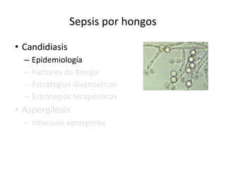 Sepsis por hongos
• Candidiasis
– Epidemiología
– Factores de Riesgo
– Estrategias diagnósticas
– Estrategias terapéuticas
• Aspergilosis
– Infección emergente
 