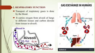 2. RESPIRATORY FUNCTION
 Transport of respiratory gases is done
by the blood.
 It carries oxygen from alveoli of lungs
to different tissues and carbon dioxide
from tissues to alveoli.
 
