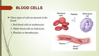 BLOOD CELLS
 Three types of cells are present in the
blood:
1. Red blood cells or erythrocytes
2. White blood cells or leukocytes
3. Platelets or thrombocytes
 