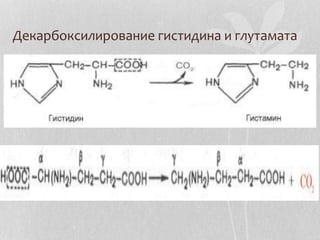 Электронный слайд №2 Обмен аминокислот.pptx