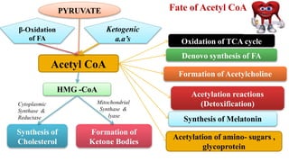 2. TCA cycle and fate of pyruvate & acetyl CoA.pptx