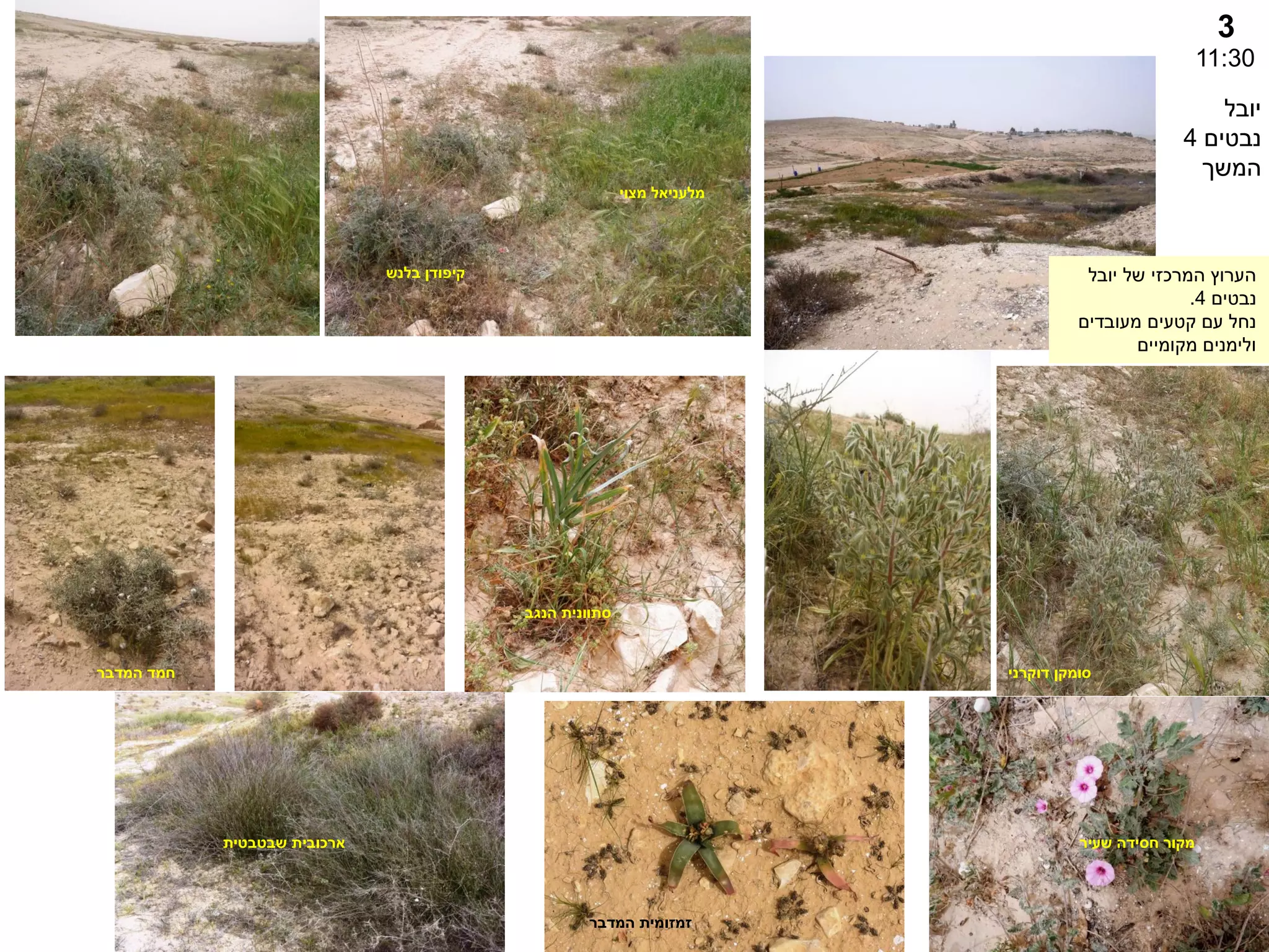 3
11:30
‫המדבר‬ ‫זמזומית‬
‫סומקן‬
‫דוקרני‬
‫יובל‬ ‫של‬ ‫המרכזי‬ ‫הערוץ‬
‫נבטים‬
4
.
‫מעובדים‬ ‫קטעים‬ ‫עם‬ ‫נחל‬
‫מקומיים‬ ‫ולימנים‬
‫יובל‬
‫נבטים‬
4
‫המשך‬
‫הנגב‬ ‫סתוונית‬
‫שעיר‬ ‫חסידה‬ ‫מקור‬
‫קיפודן‬
‫בלנש‬
‫מלעניאל‬
‫מצוי‬
‫ארכובית‬
‫שבטבטית‬
‫המדבר‬ ‫חמד‬
 